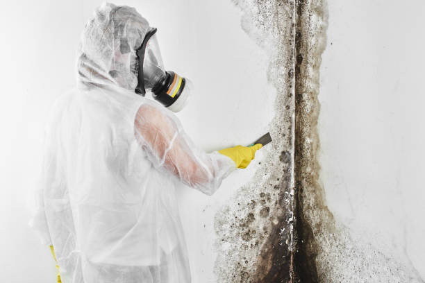 Best Commercial Mold Inspection  in Dasher, GA